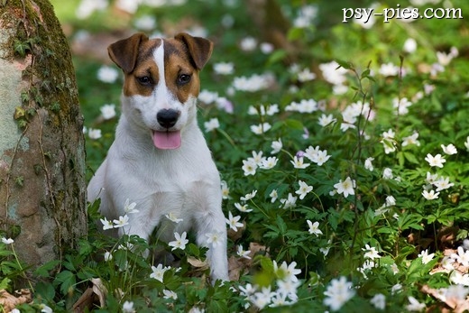 Parson Russell Terrier