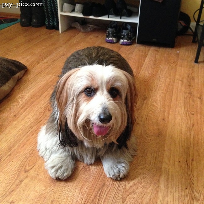 Petit Basset Griffon Vendeen