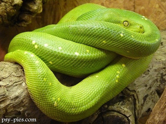 Pyton zielony (Morelia viridis)
