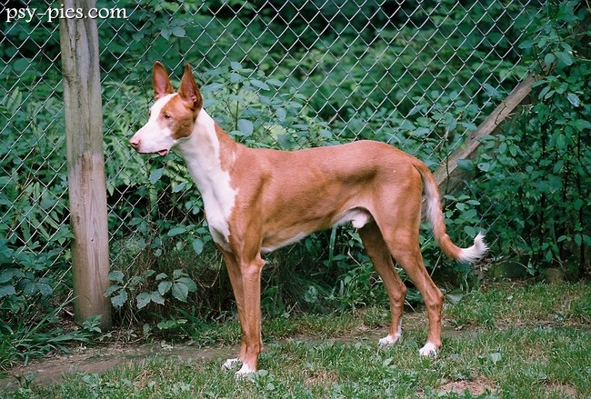 Podenco z Ibizy krótkowłosy