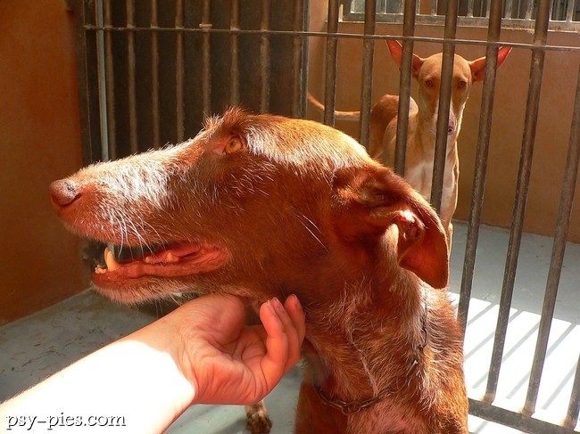 Podenco z Ibizy