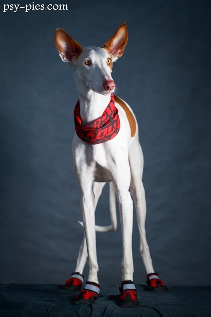 Podenco z Ibizy w czerwonej chuście