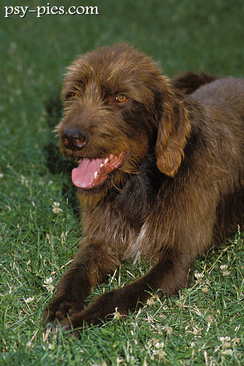 Rasa Pudelpointer