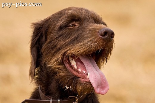 Pudelpointer