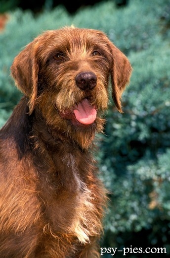 Kufa Pudelpointera