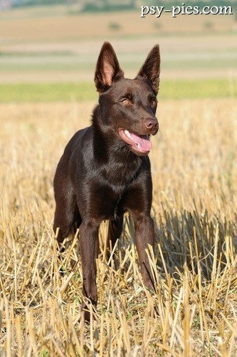 Owczarek australijski kelpie