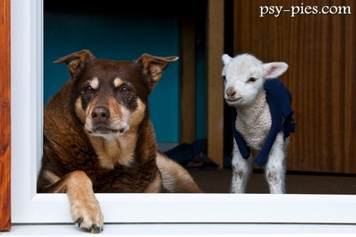 Kelpie z owieczką