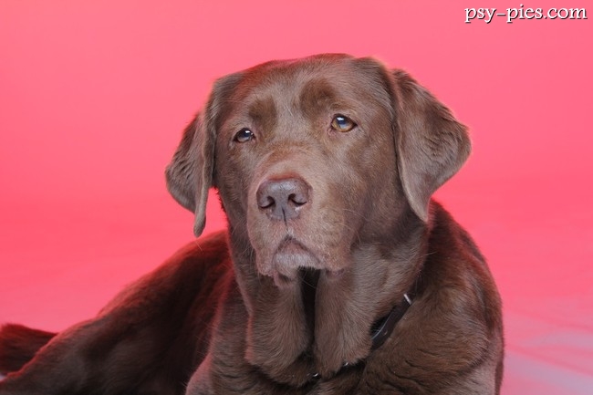 Labrador retriever