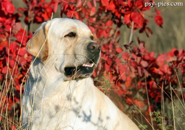 Labrador retriever