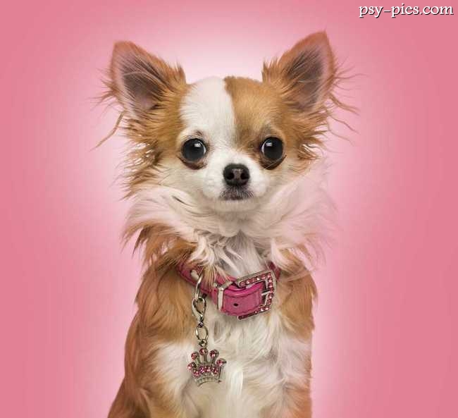 Chihuahua