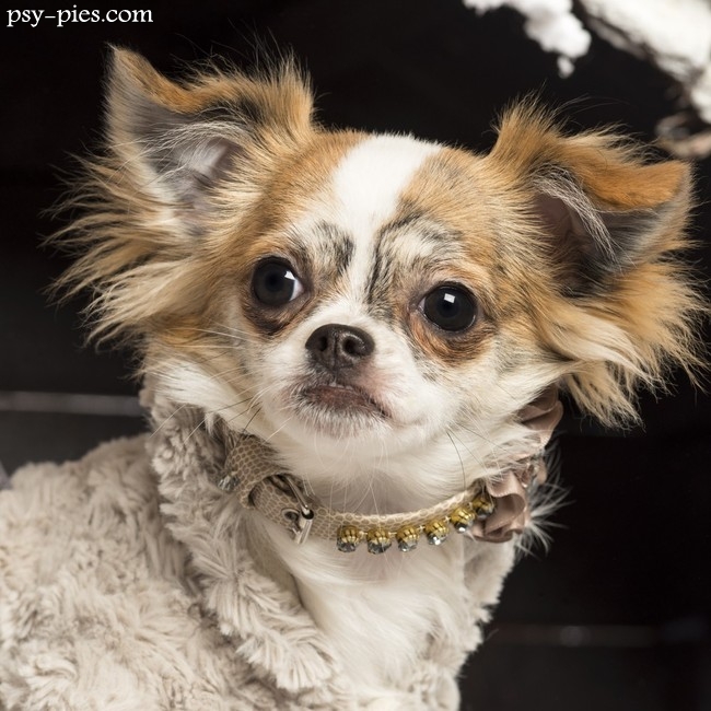 Chihuahua