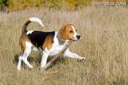 Beagle