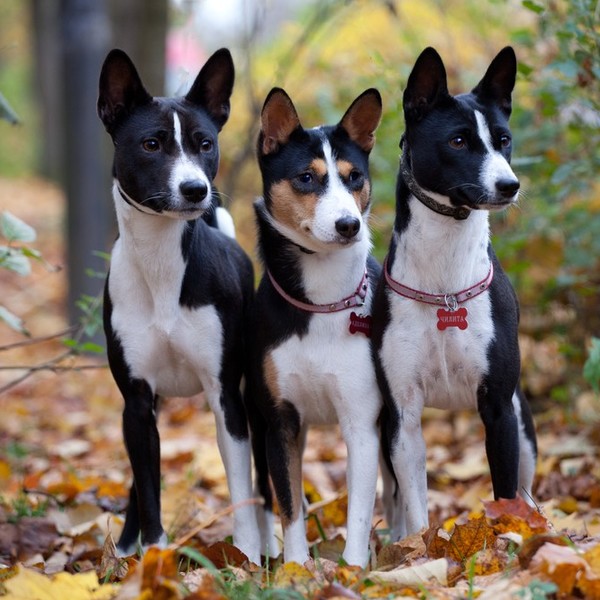 Basenji - od 3 do 6 tys. złotych Basenji to czworonóg jedyny w swoim rodzaju. Właściciele często śmieją się, że z zachow