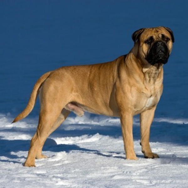Bullmastiff - od 3 do 8 tys. złotych Rasa powstała w wyniku skrzyżowania buldoga z mastiffem. Bulmastiff to pies o dwóch