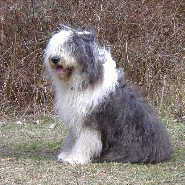 Owczarek staroangielski bobtail - 2500 - 4000 tys. złotych Owczarek bobtail został wyhodowany w XIX wieku - wbrew nazwie