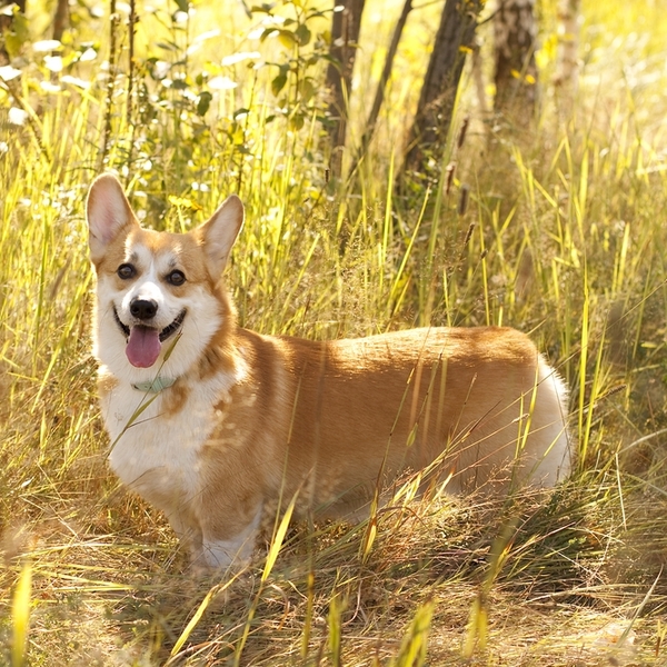 Pembroke Welsh Corgi - od 6 do 9 tys. złotych Pembroke Welsh Corgi to ulubione psy brytyjskiej królowej Elżbiety II, któ