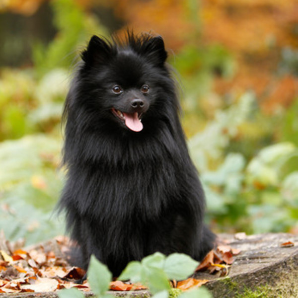 Szpic miniaturowy ( Pomeranian ) - od 3000 do 6800 złotych Pomeranian to kuzyn większych szpiców kontynentalnych, potome