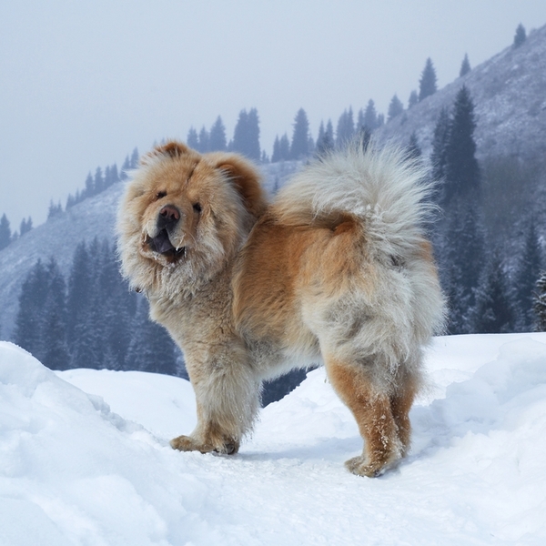 Chow-Chow - od 6 do 9 tys. zł Chow-Chow to chińska rasa psów, która przebojem wdarła się w europejskie hodowle. Czworonó
