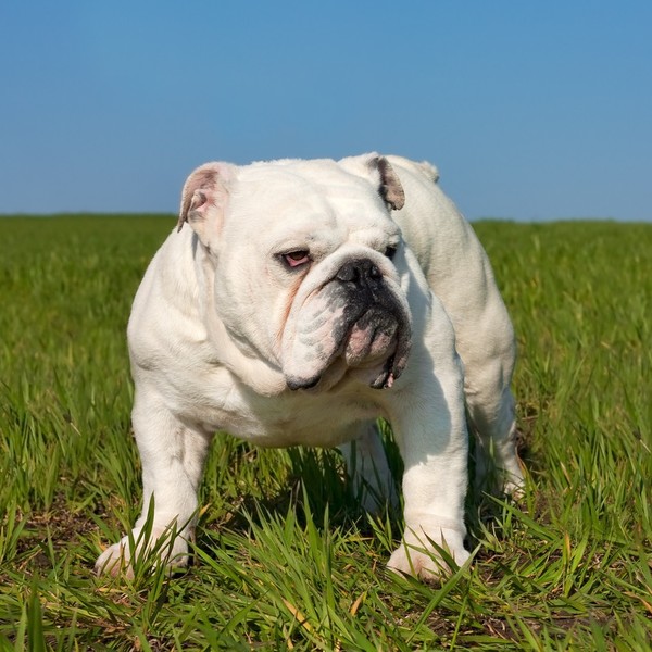 Buldog angielski - od 5000 do 7500 tys. złotych Buldogi angielskie to wyjątkowo wesołe i radosne psy, które nie mają ogr