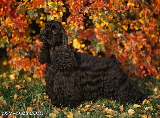Wesoły cocker spaniel amerykański podczas zabawy