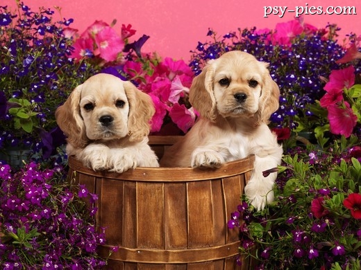 Cocker spaniel amerykański patrzący na opiekuna