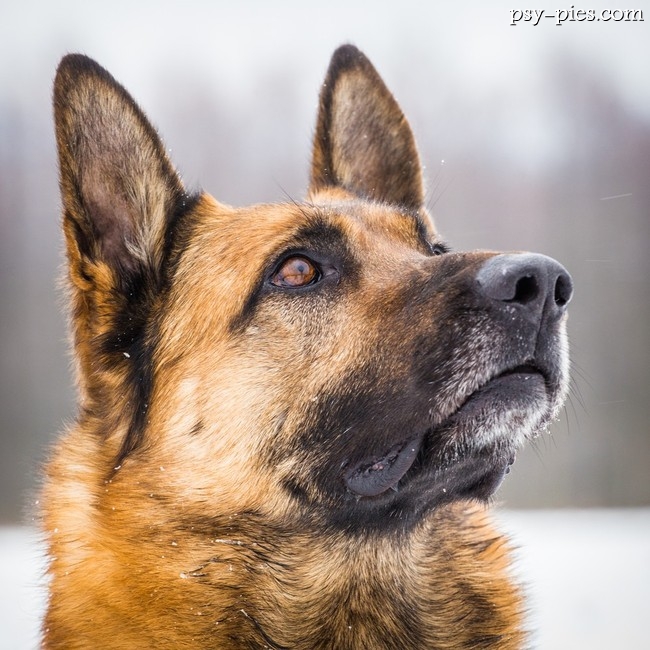 Owczarek niemiecki