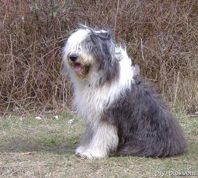 Owczarek staroangielski