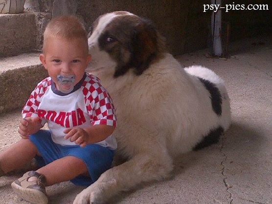 Tornjak i dziecko