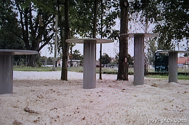 Tor przeszkód dla psów