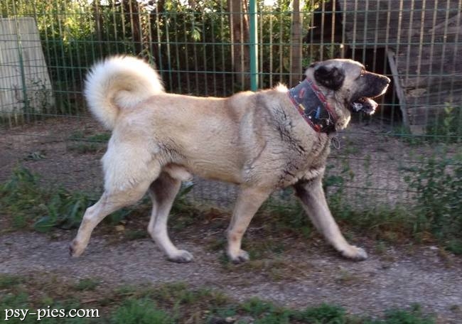 Kangal