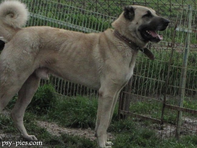 Kangal