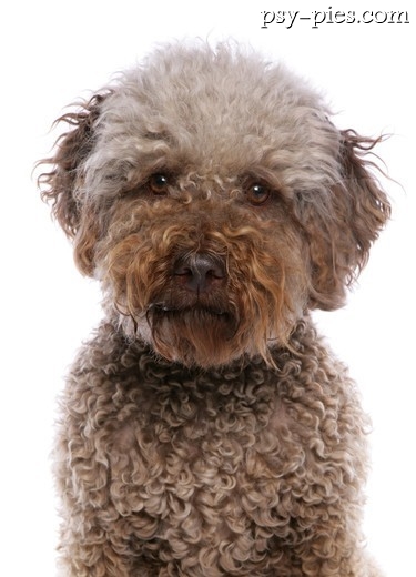 Zadbana szata lagotto romagnolo
