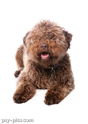 Zdrowy lagotto romagnolo na trawie