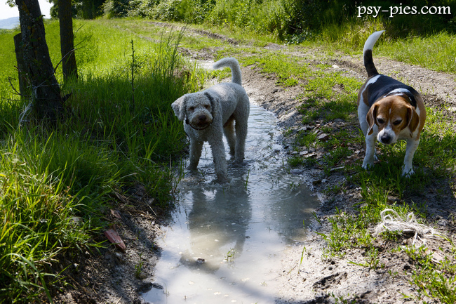 Lagotto romagnolo na wspólnym spacerze z opiekunem