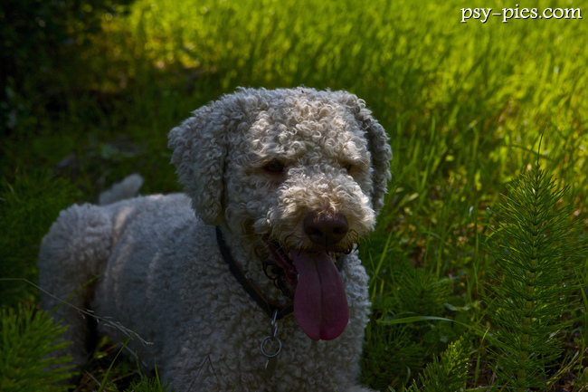 Lagotto romagnolo odpoczywający po spacerze