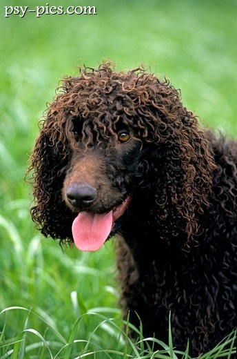 Irlandzki spaniel wodny o kędzierzawej sierści