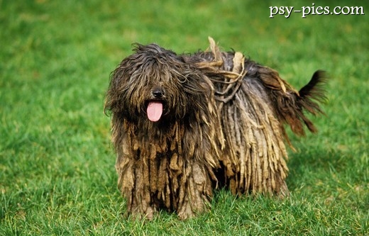 Bergamasco z sierścią zbitą w filcowe pasma