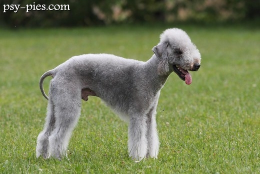 Bedlington terrier z wełnistą szatą