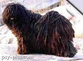 Owczarek węgierski puli w ogrodzie
