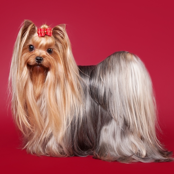 Yorkshire Terrier Yorki to kolejna mała rasa, której przedstawiciele mogą żyć nawet 17 lat. Oczywiście wszystko zależy o