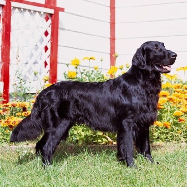 Flat coated retriever Pierwsza hodowla Flat-coated retrievera została założona pod koniec XIX wieku w Wielkiej Brytanii.