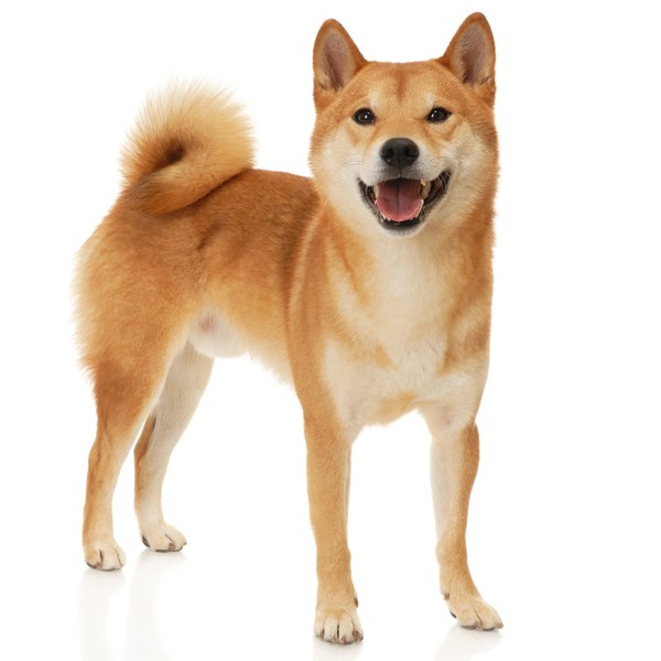 Shiba Większość szpiców azjatyckich (poza chow chowami) cieszy się dobrym zdrowiem i odpornością. Na ich tle shiba wyróż