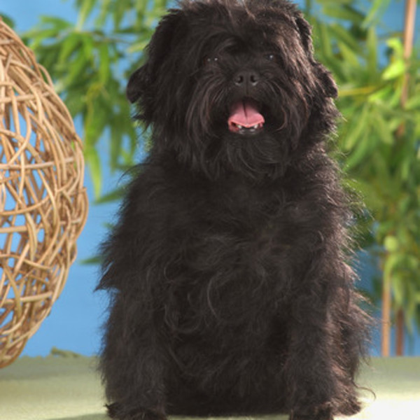 Pinczer małpi Affenpinscher to pies o nieco dziwacznym wyglądzie i ostrej szorstkiej sierści. Rasa pochodzi z Niemiec i
