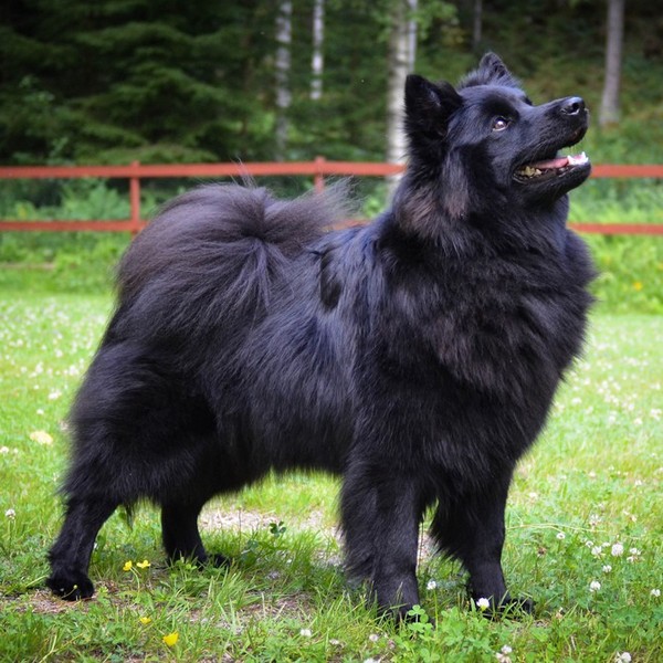 Szwedzki Lapphund Szwedzki Lapphund był pierwotnie wykorzystywany do zaganiania stad reniferów, a z czasem także owiec.