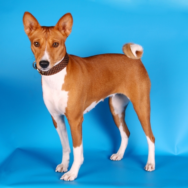 Basenji Basenji to kolejna rasa pierwotna, niezdegenerowana jeszcze przez działania człowieka. Niewielkie rozmiary - 10