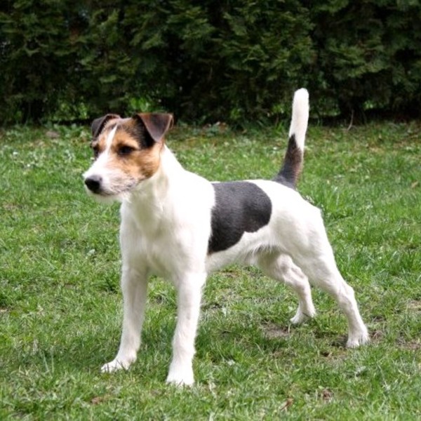 Parson Russell Terier Parson Russell Terier, jak większość terierów, jest rasą długowieczną, obdarzoną wybujałym tempera