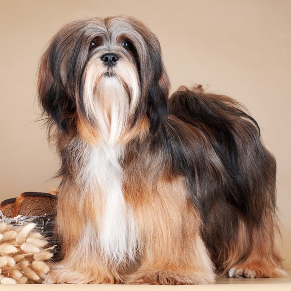 Lhasa Apso Średnia długość życia psów wynosi 12-15 lat. Rasa zachowała się praktycznie w swojej pierwotnej formie, gdyż