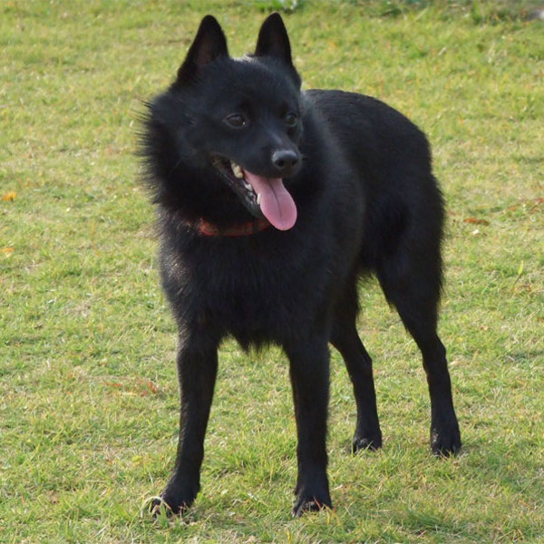 Schipperke Schipperke to mały czarny pies rasy znany w Belgii już od XVI wieku. Psy towarzyszyły niegdyś żeglarzom śródl