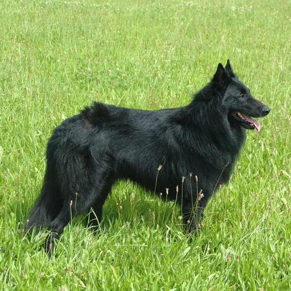 Owczarek belgijski Groenendael Groenendael to jeden z belgijskich psów pasterskich (obok malinoisa, tervuerena i laekeno