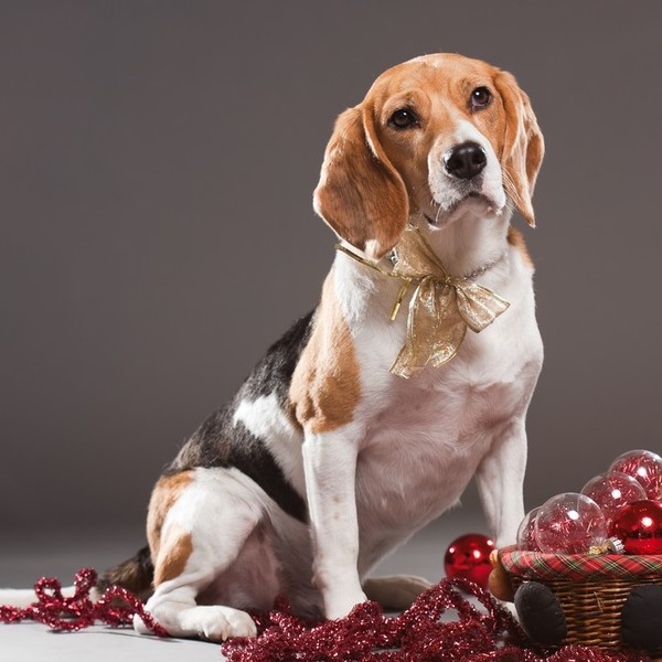 Beagle Beagle żyją średnio 12-15 lat, chociaż znamy jeden przypadek czworonoga imieniem Butch, który przeżył aż 27 lat!